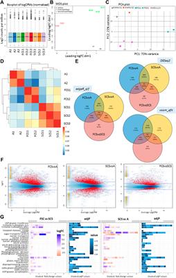 First Chromosome-Scale Assembly and Deep Floral-Bud Transcriptome of a Male Kiwifruit